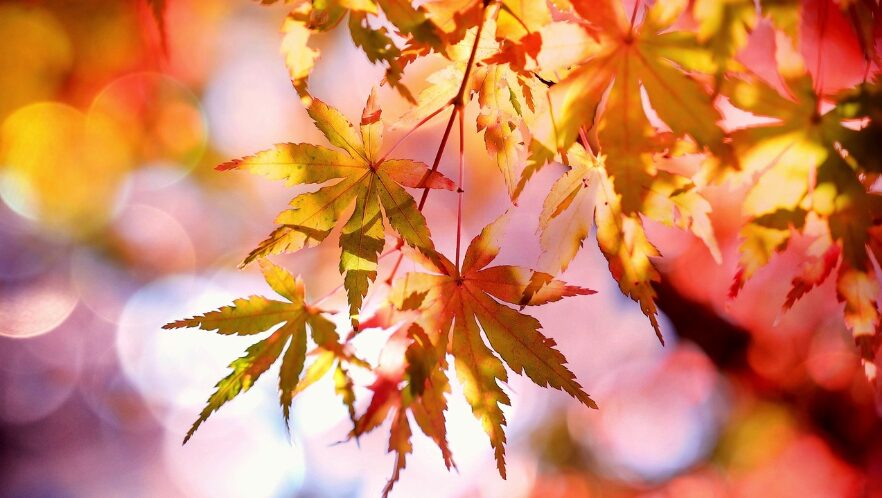 紅葉