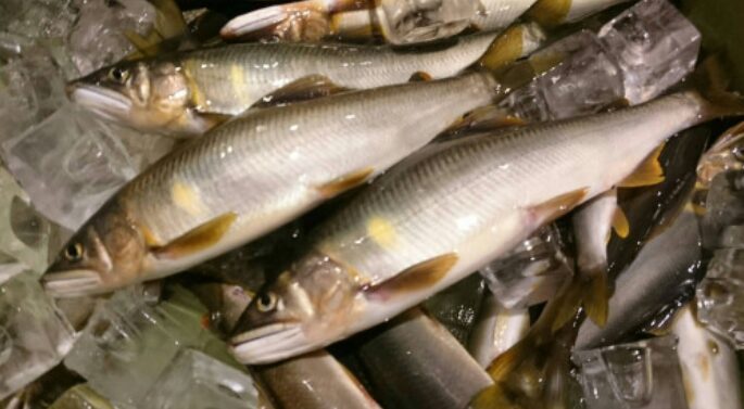 郡上八幡　大八　鮎